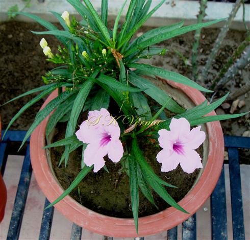  Leaves and Flowers
